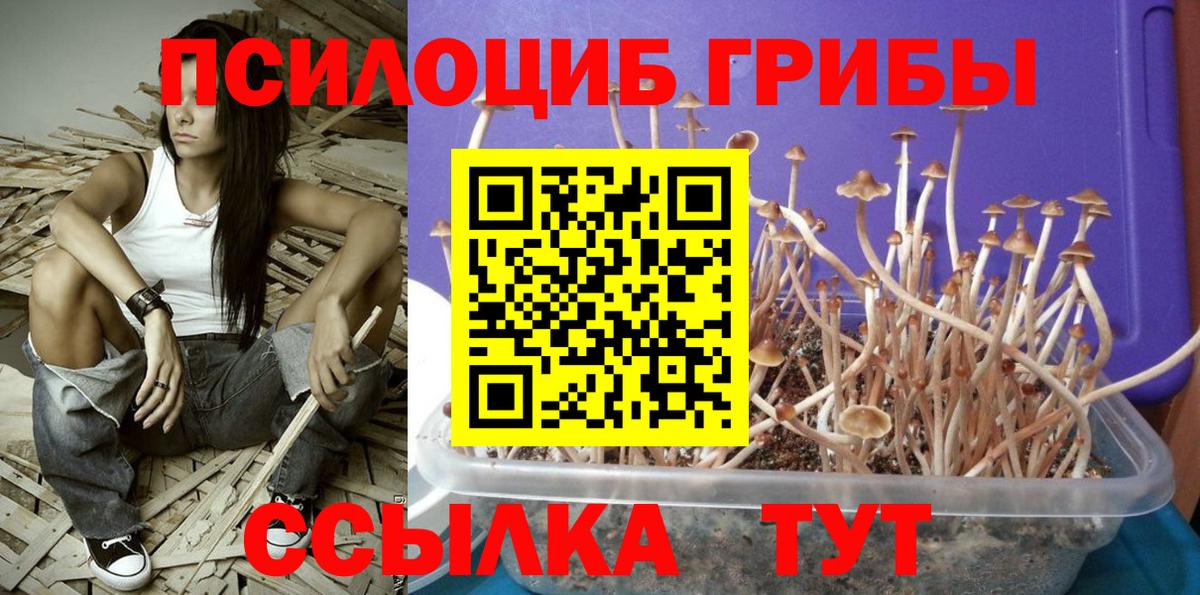 где найти   Псилоцибиновые грибы GOLDEN TEACHER  Вход с VPN  Муром 
